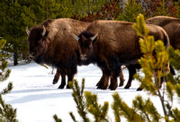 Bison on the Move, Wyoming