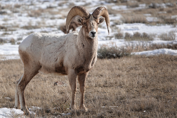 Mountain Goat, Wyoming