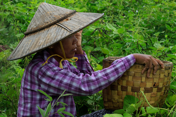Burmese Woman In The Field