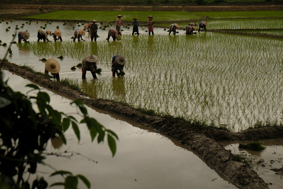 Rice Paddies of Burma